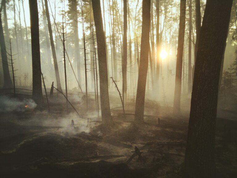 daïne – fleur de feu